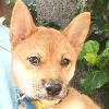 柴犬：コナンちゃん
